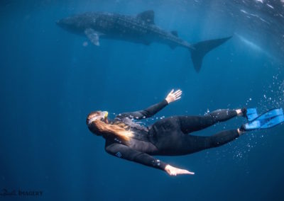 Elyssa swimming with a whale shark