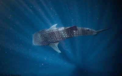 Swimming with the Whale Sharks, Coral Bay, Western Australia