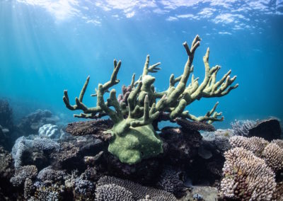 Coral, Coral Bay