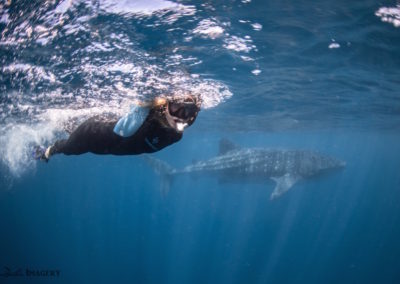 Elyssa and the whale shark