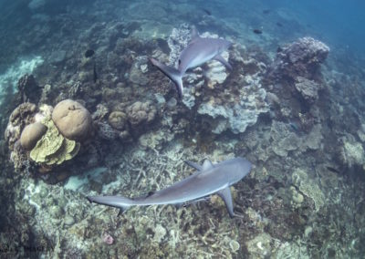 Reef Sharks, Coral Bay