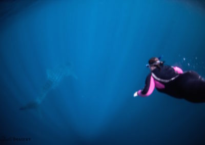 Tammie swimming with a whale shark