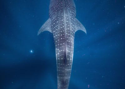 Whale Shark from above