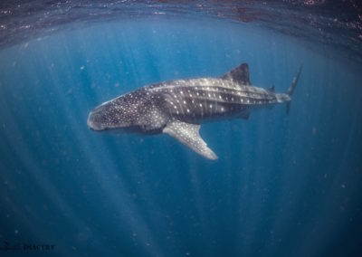 Whale Shark through rays of sunlight